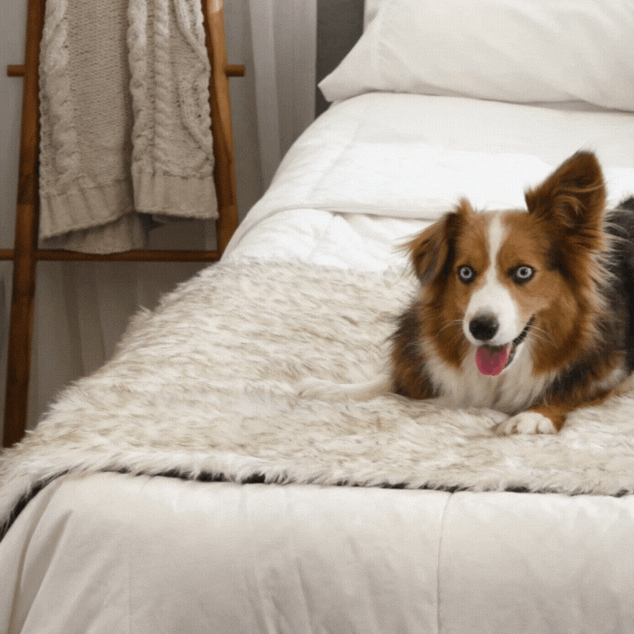 PupProtector™ Waterproof Bed Runner - White with Brown Accents from Paw.com
