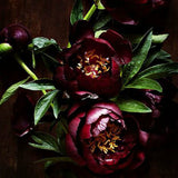 Belladonna from Wicked Good Perfume