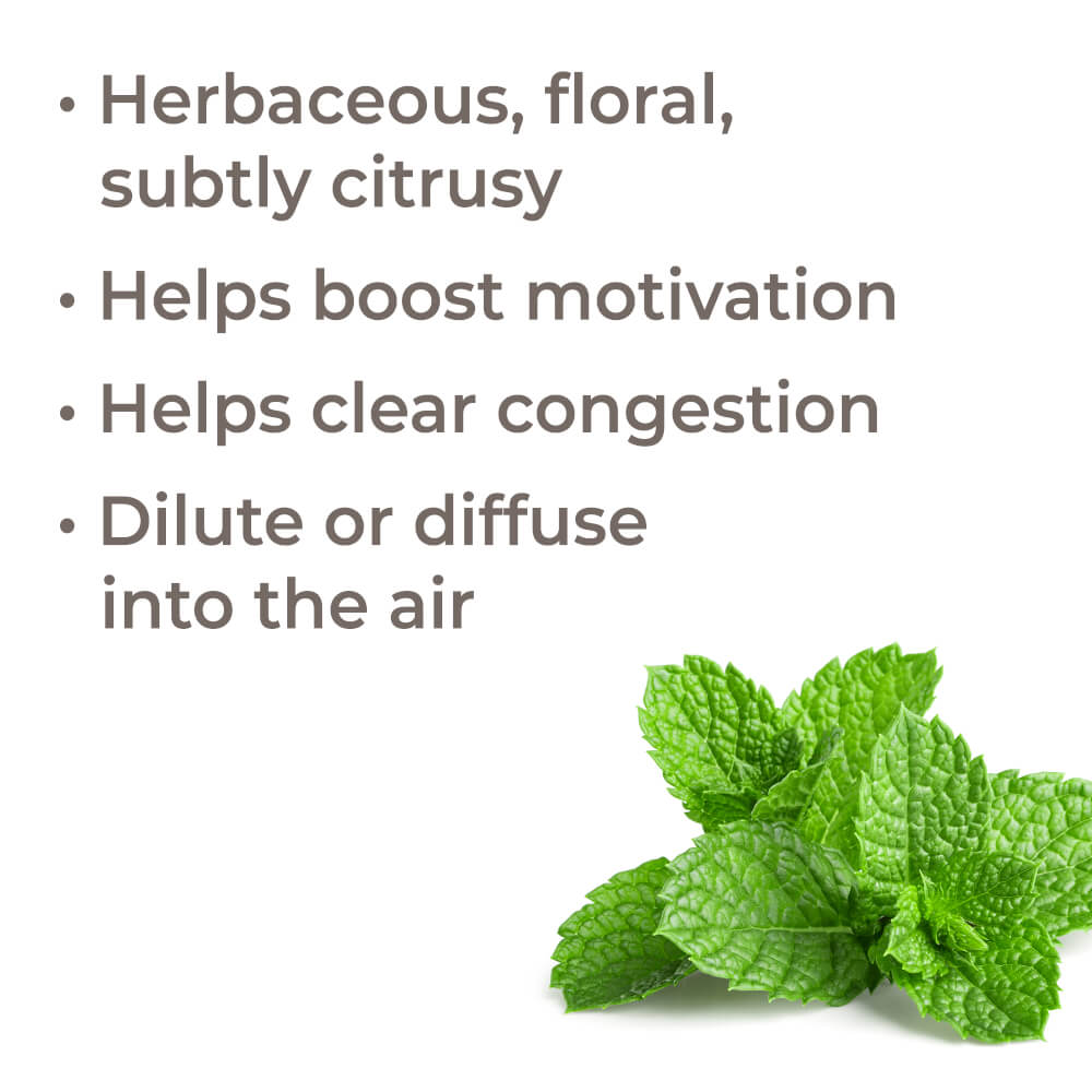 Bergamot Mint Essential Oil From Plant Therapy