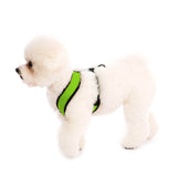 Comfort X Harness from Gooby
