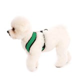 Comfort X Harness from Gooby