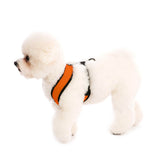 Comfort X Harness from Gooby