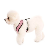 Comfort X Harness from Gooby