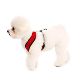 Comfort X Harness from Gooby