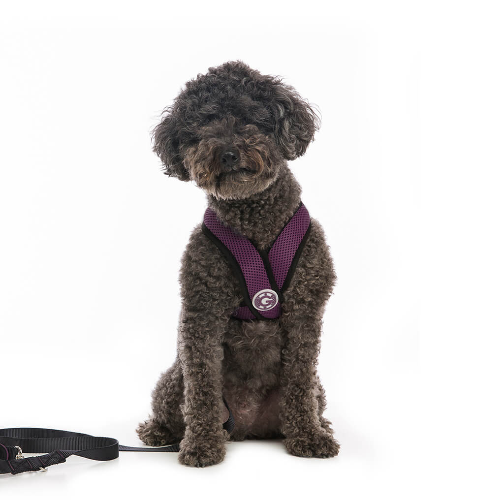 Comfort X Harness from Gooby