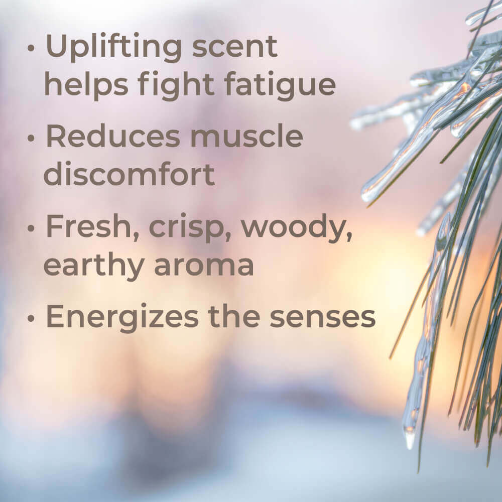 Black Spruce Essential Oil From Plant Therapy