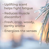 Black Spruce Essential Oil From Plant Therapy