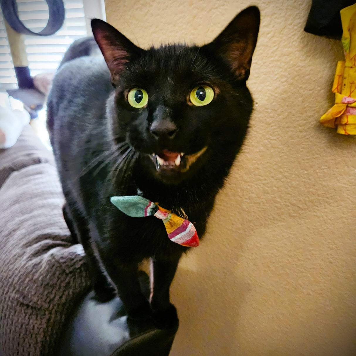 Cat and Dog Collar Bow Tie - Set of 3 from Upavim Crafts