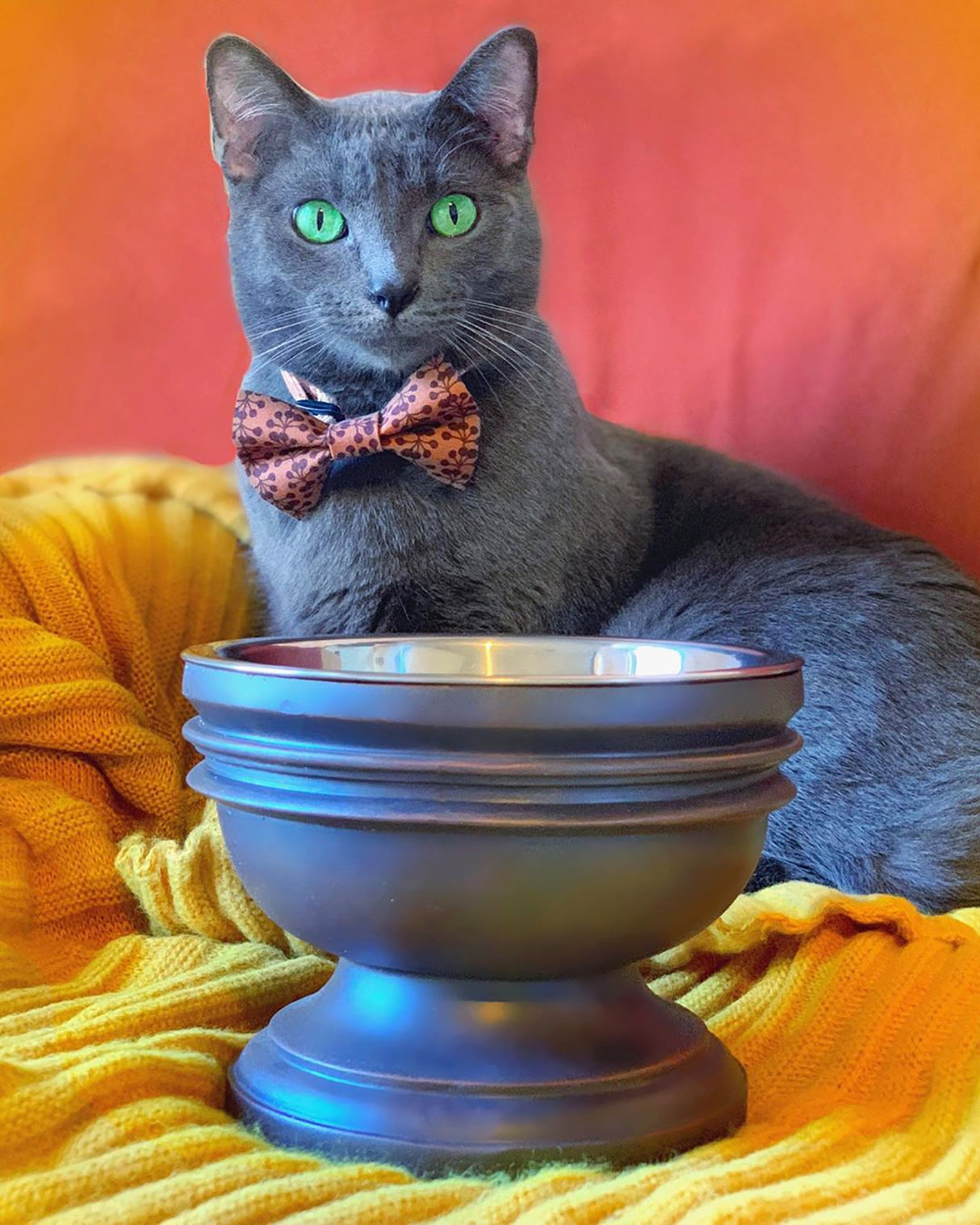 Summit Elevated Dog Bowl from Pet Junkie