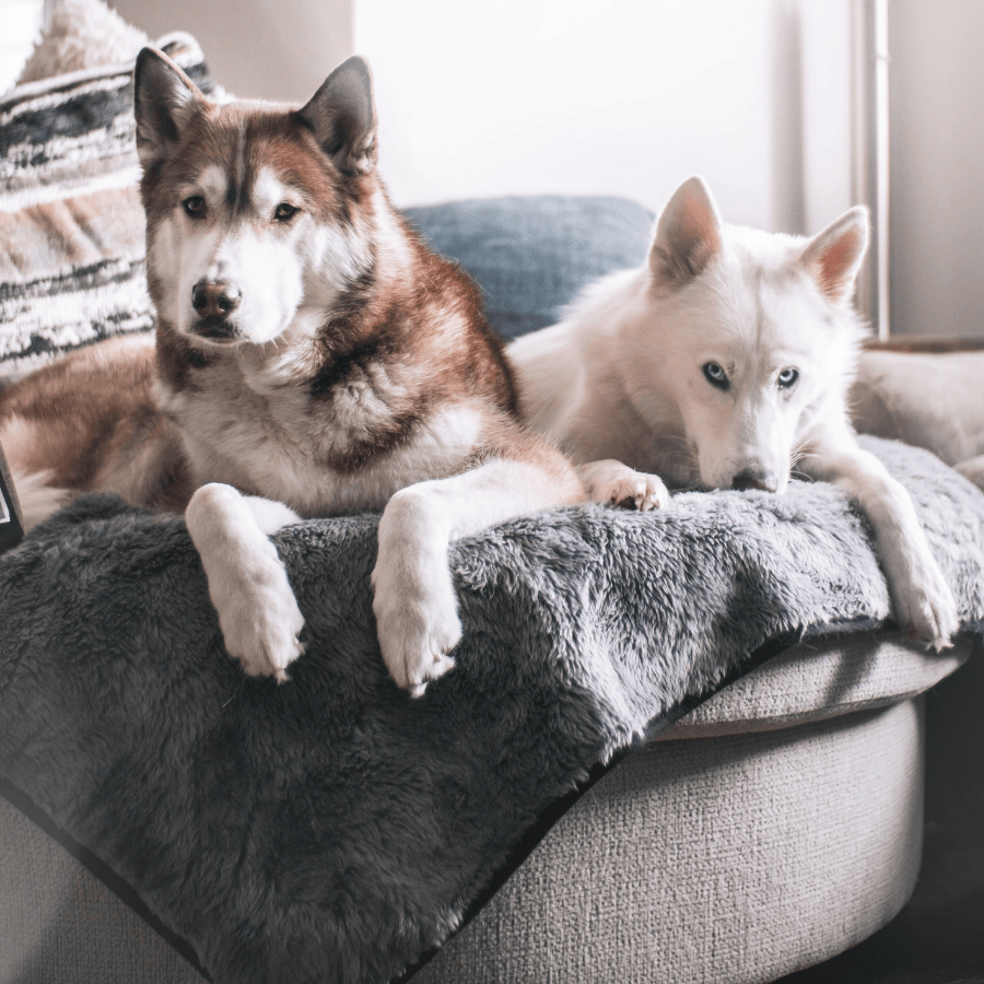 PupProtector™ Summer Short Fur Waterproof Throw Blanket - Charcoal Grey from Paw.com