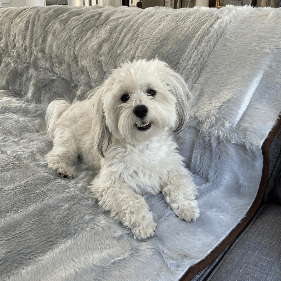 PupProtector™ Summer Short Fur Waterproof Throw Blanket - Grey from Paw.com