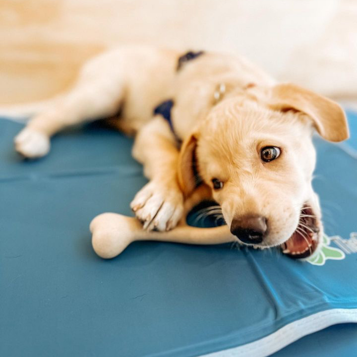 BetterBone SOFT Durability CHEW TOY: Natural Ingredients, Perfet for Teething Puppies, Senior Dogs & Gentle Chewers from BetterBone All Natural Eco-Friendly Dog Chews & Bones