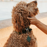 Leather Dog Collar - Designer All for American from Lifetime Leather Co.