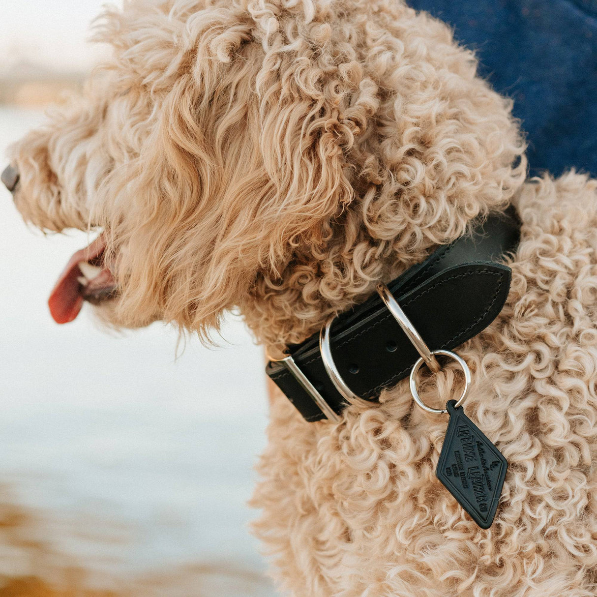 Leather Dog Collar - Designer All for American from Lifetime Leather Co.