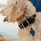 Leather Dog Collar - Designer All for American from Lifetime Leather Co.