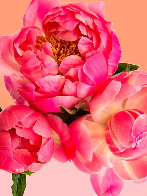 Petal Power From Pink Picasso Kits