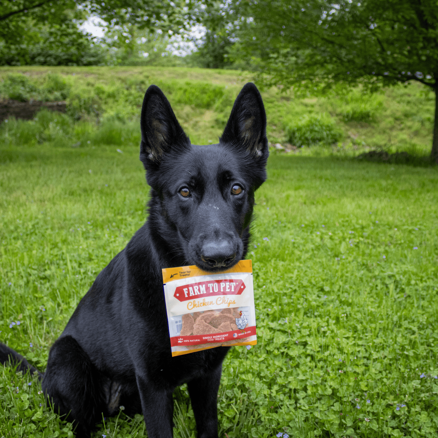 Chicken Chips Snack Pack Bundles | Dog Party Favors & Training Treats