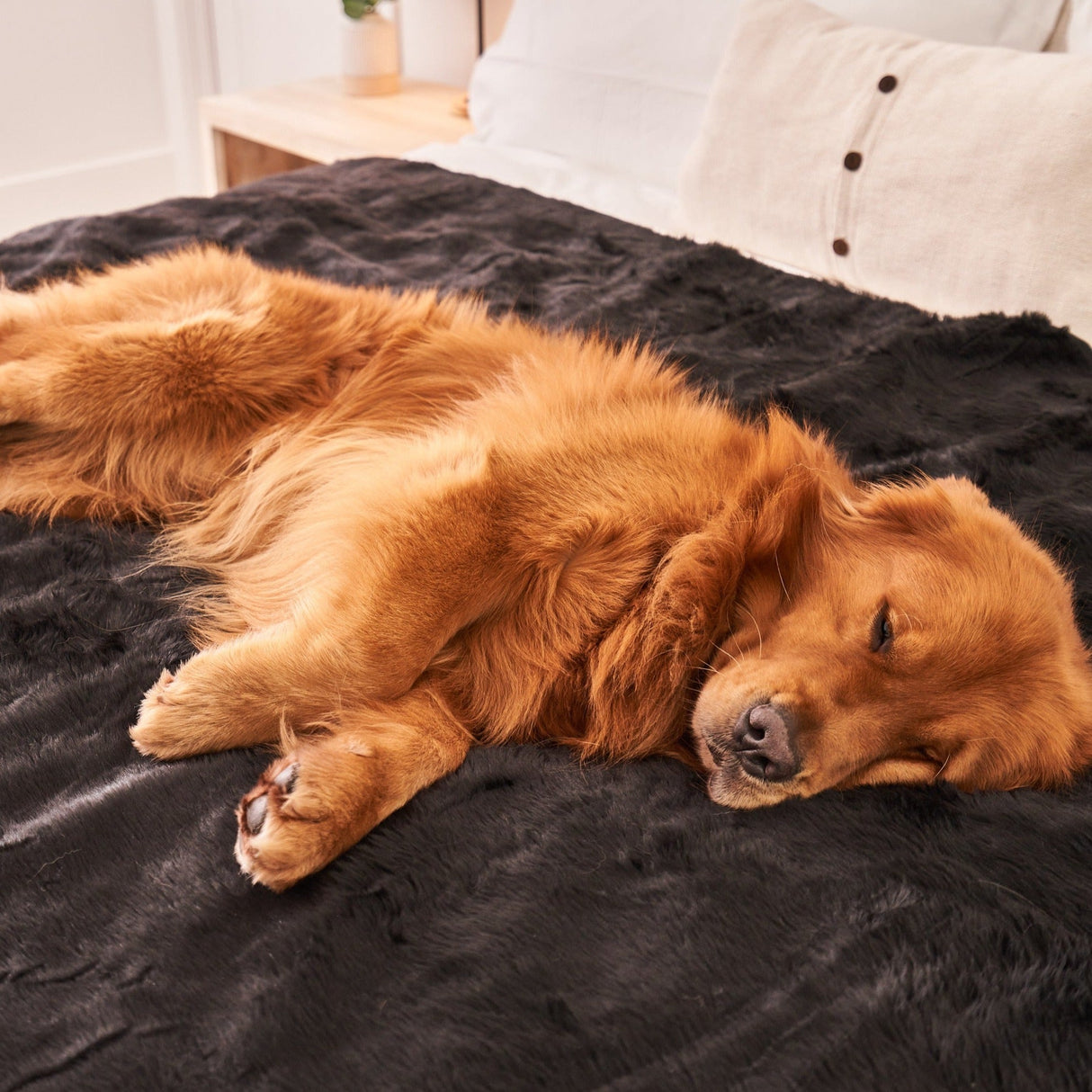PupProtector™ Summer Short Fur Waterproof Throw Blanket - Midnight Black from Paw.com