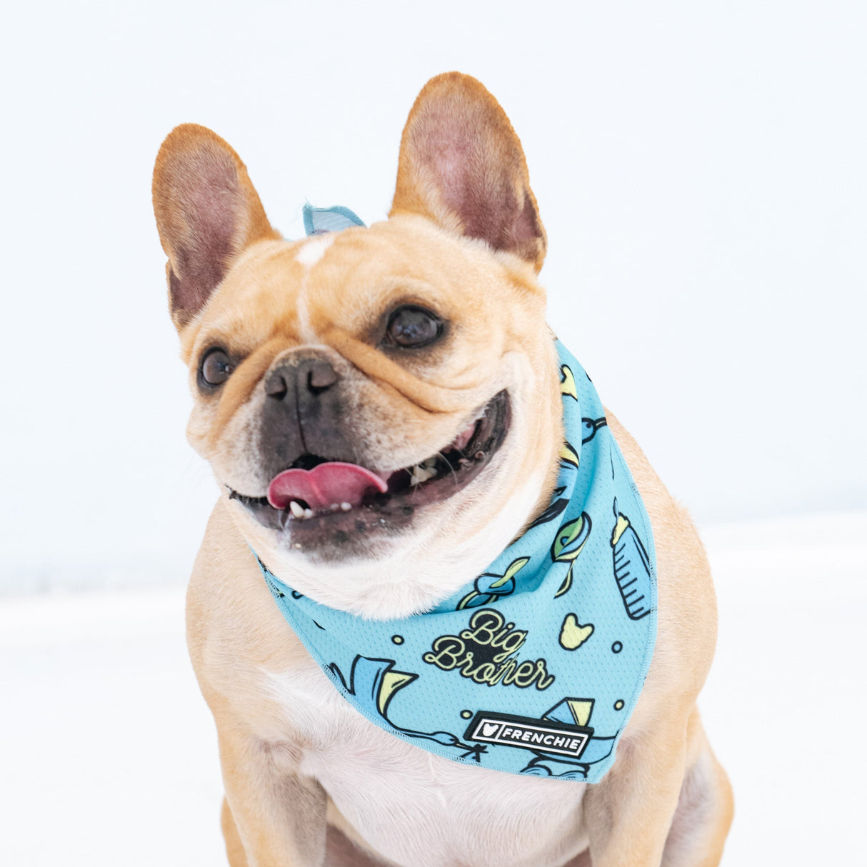 Frenchie Cooling Bandana - Big Brother from Frenchie Bulldog