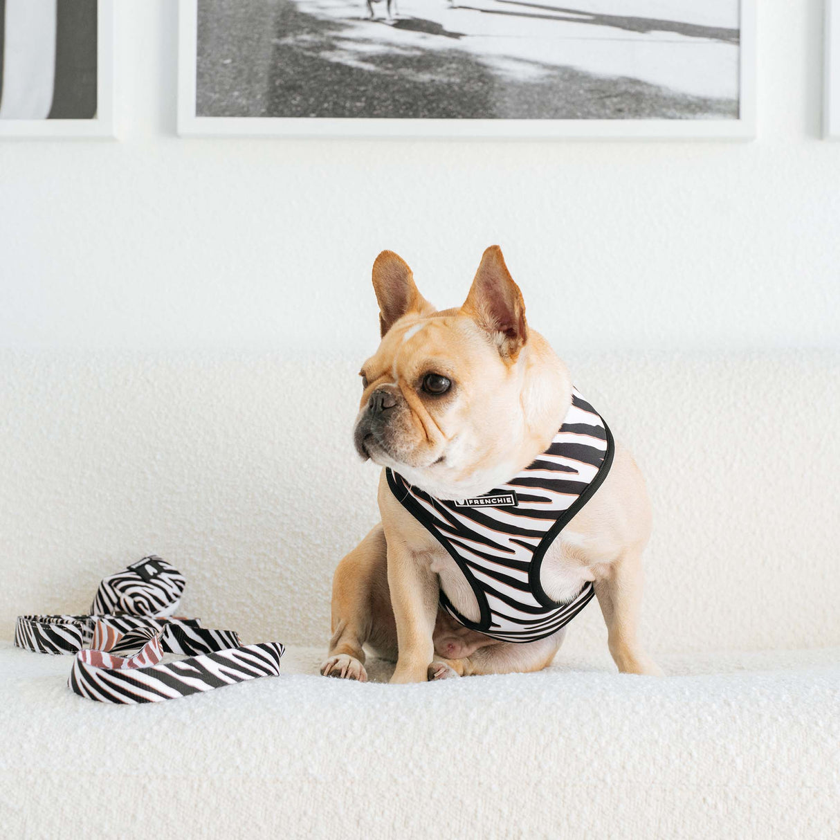 Frenchie Duo Reversible Harness - Zebra from Frenchie Bulldog