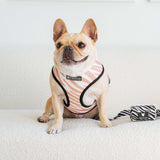 Frenchie Duo Reversible Harness - Zebra from Frenchie Bulldog