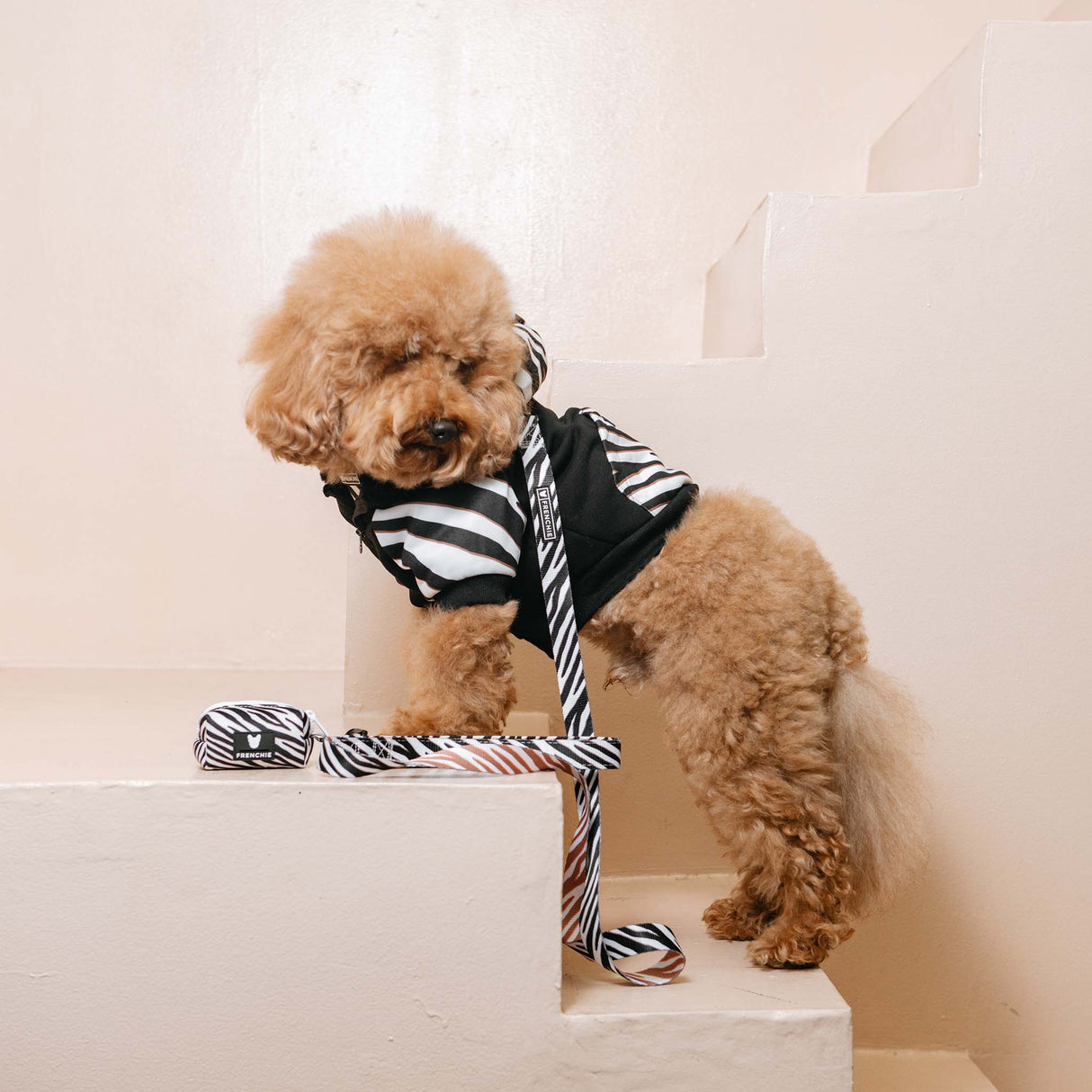 Frenchie Dog Hoodie - Zebra from Frenchie Bulldog