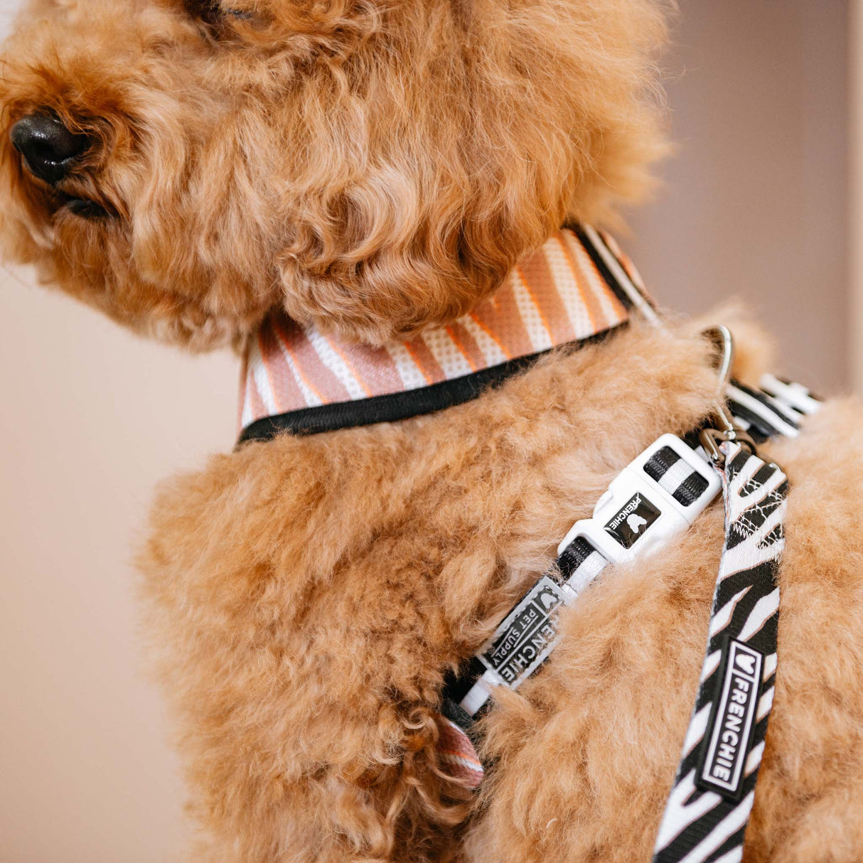 Frenchie Duo Reversible Harness - Zebra from Frenchie Bulldog