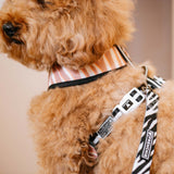 Frenchie Duo Reversible Harness - Zebra from Frenchie Bulldog