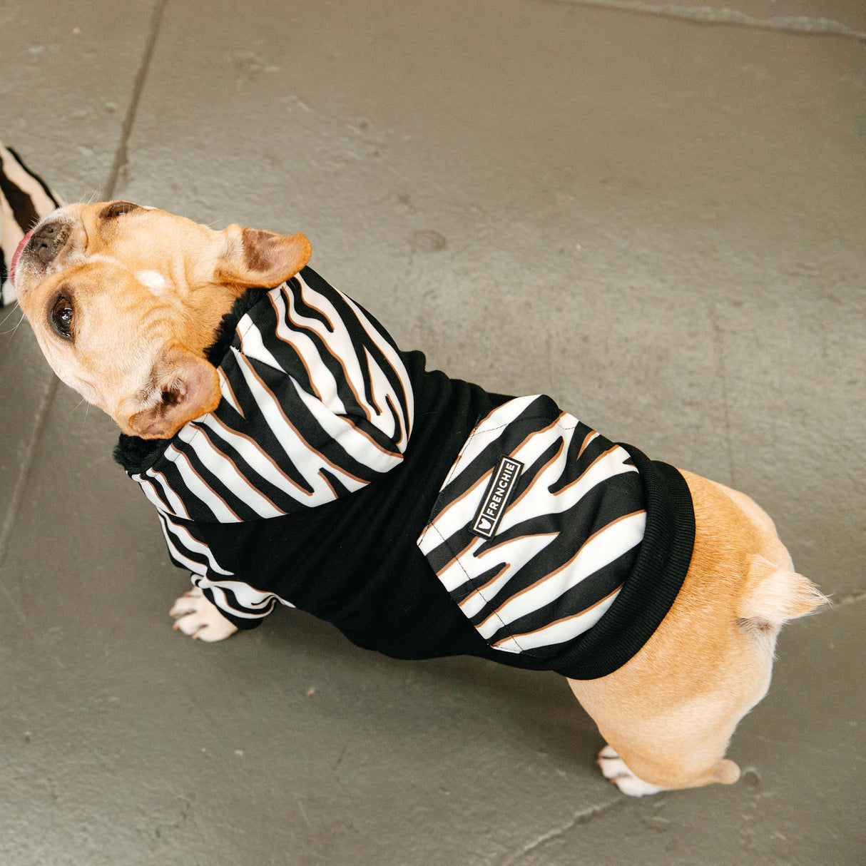 Frenchie Dog Hoodie - Zebra from Frenchie Bulldog