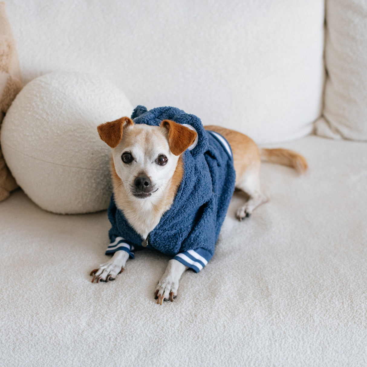 Frenchie Dog Hoodie - Blue Teddy from Frenchie Bulldog