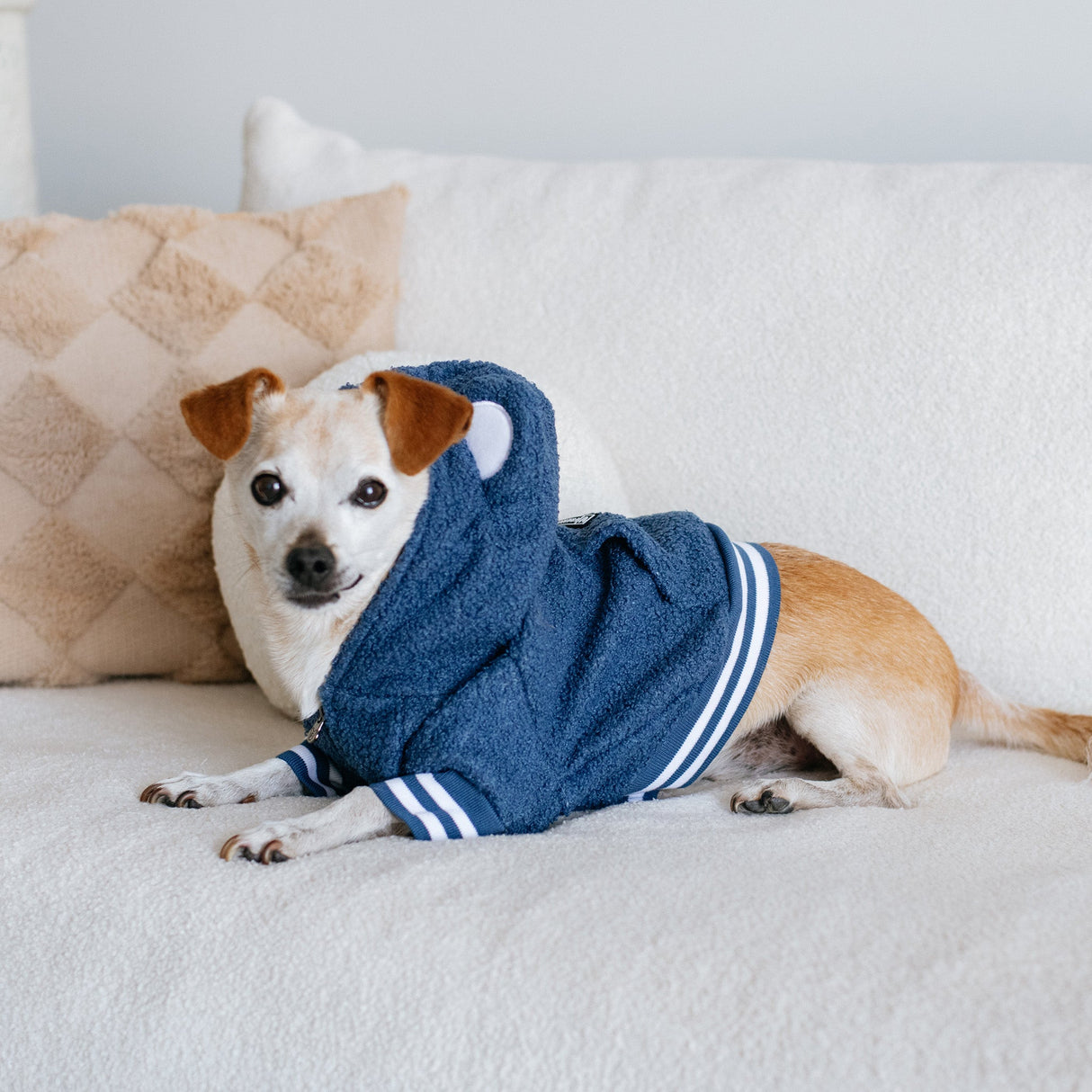 Frenchie Dog Hoodie - Blue Teddy from Frenchie Bulldog