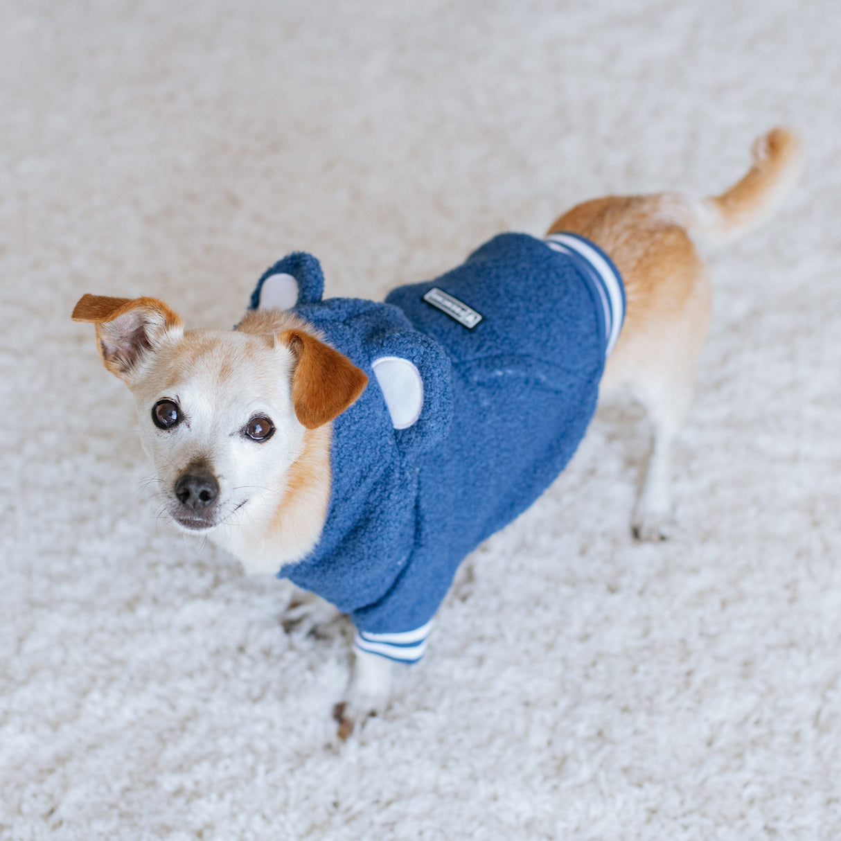 Frenchie Dog Hoodie - Blue Teddy from Frenchie Bulldog