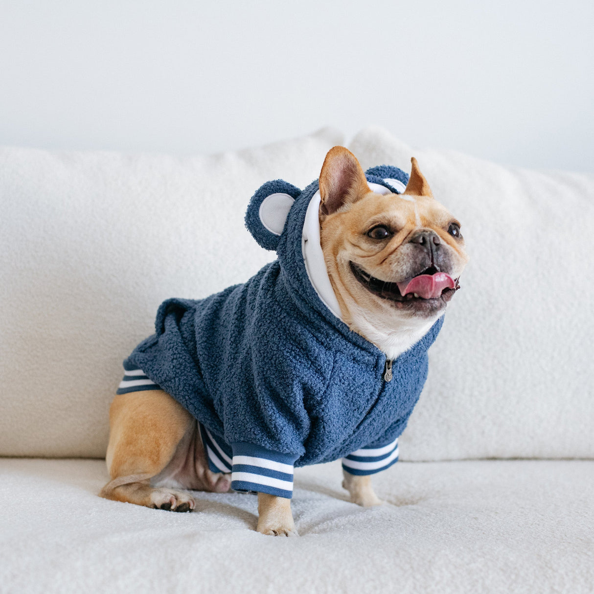 Frenchie Dog Hoodie - Blue Teddy from Frenchie Bulldog