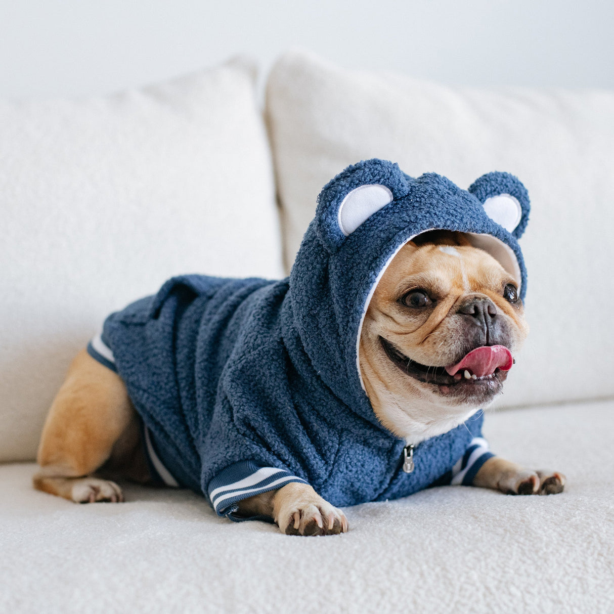 Frenchie Dog Hoodie - Blue Teddy from Frenchie Bulldog