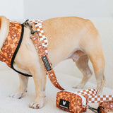 Frenchie Comfort Leash - Teddy Bear from Frenchie Bulldog
