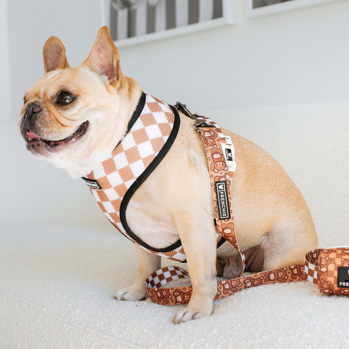 Frenchie Duo Reversible Harness - Teddy Bear from Frenchie Bulldog