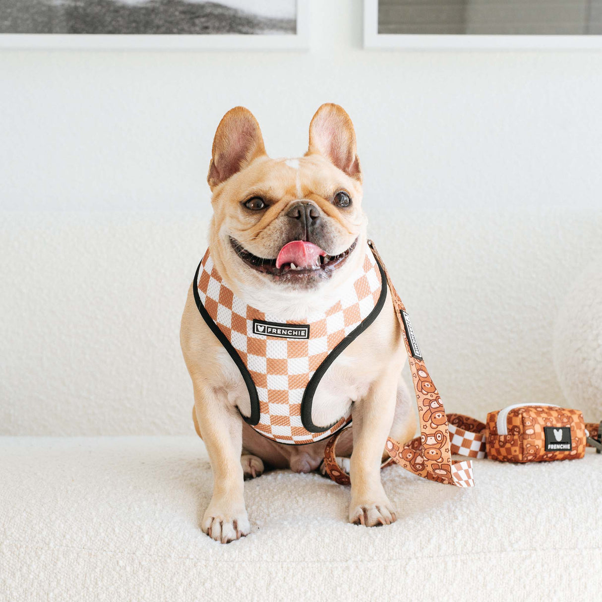 Frenchie Duo Reversible Harness - Teddy Bear from Frenchie Bulldog