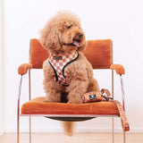 Frenchie Duo Reversible Harness - Teddy Bear from Frenchie Bulldog