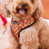 Frenchie Duo Reversible Harness - Teddy Bear from Frenchie Bulldog