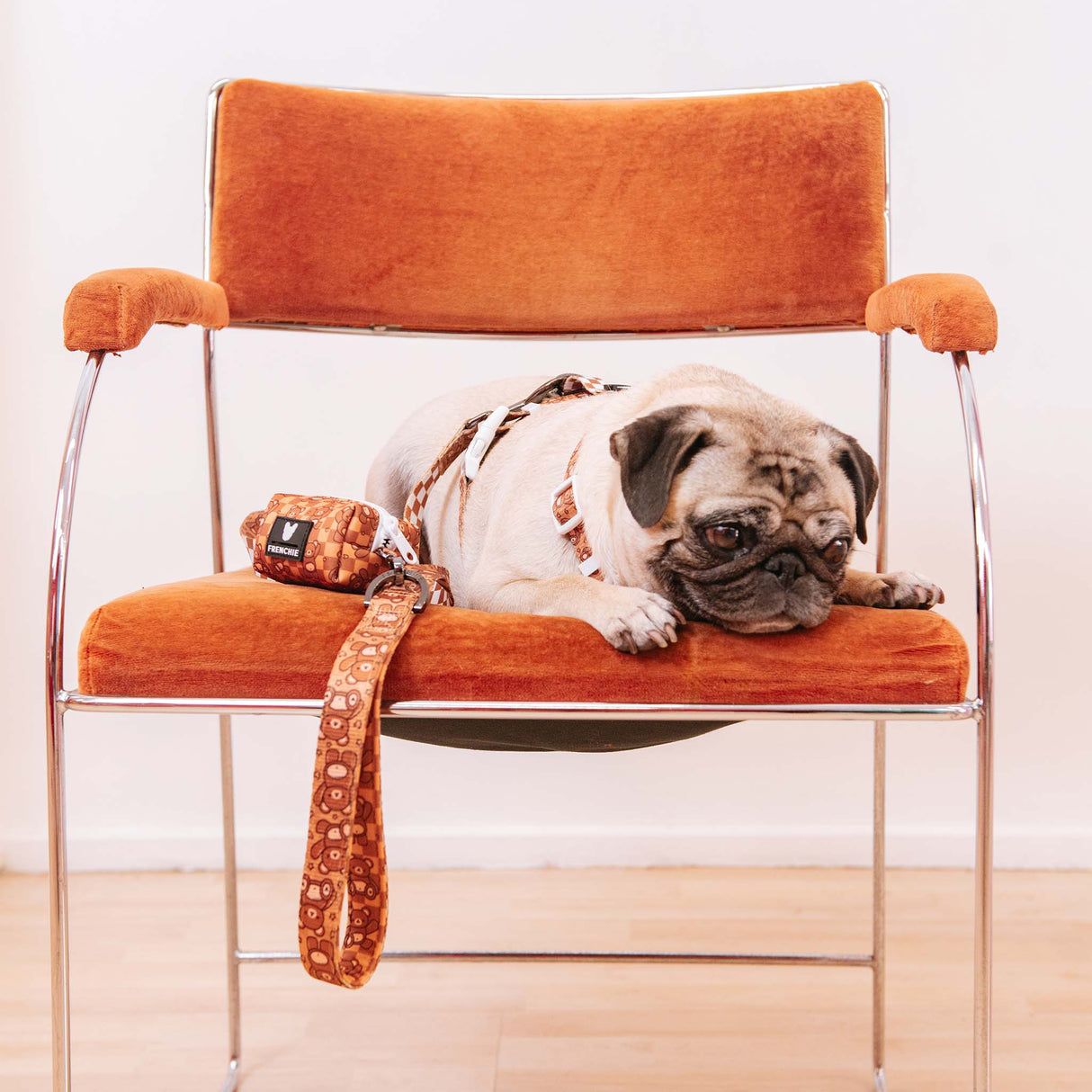Frenchie Strap Harness - Teddy Bear from Frenchie Bulldog