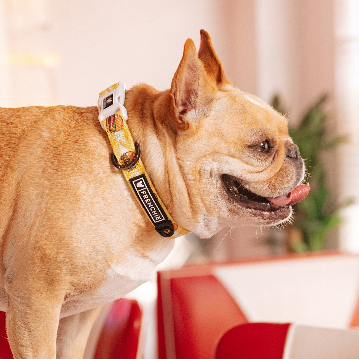 Frenchie Comfort Collar - Burger N Fries from Frenchie Bulldog