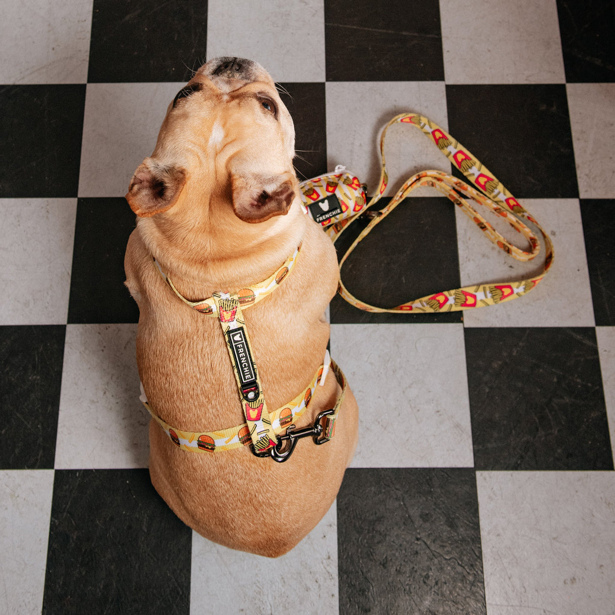 Frenchie Strap Harness - Burger N Fries from Frenchie Bulldog