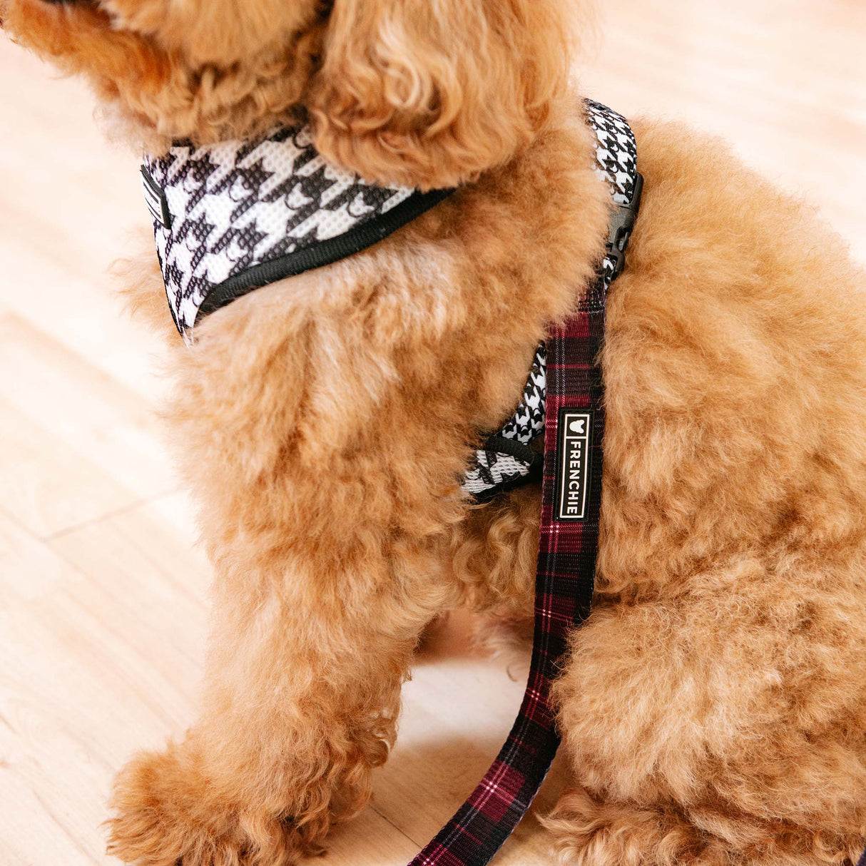 Frenchie Comfort Leash - Classic Plaid from Frenchie Bulldog