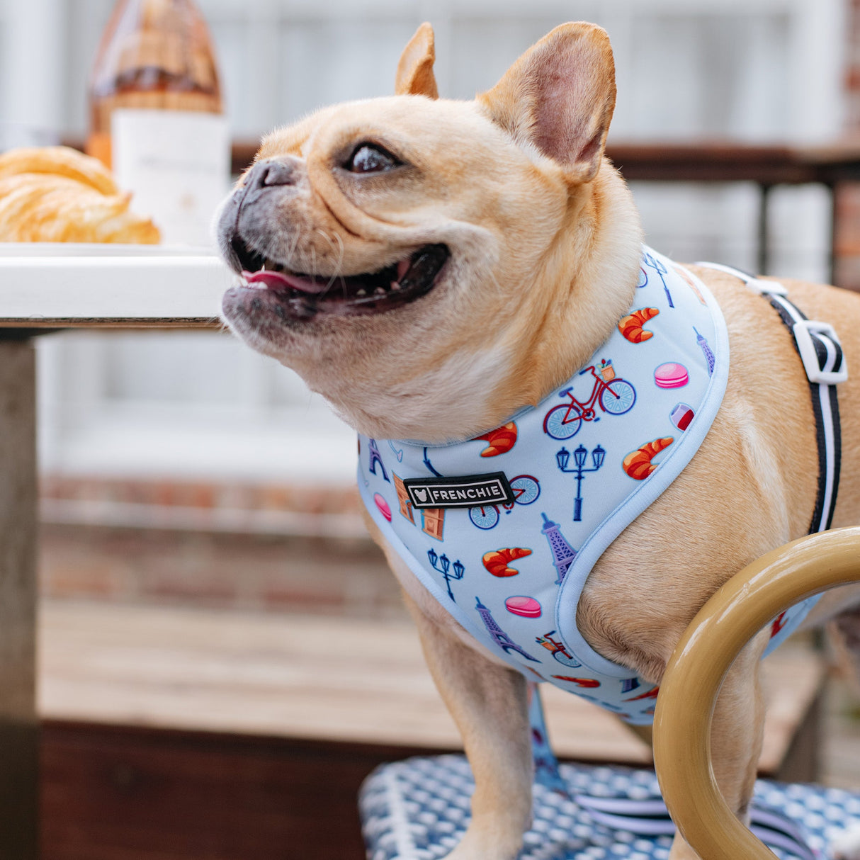 Frenchie Duo Reversible Harness - Frenchie in Paris from Frenchie Bulldog