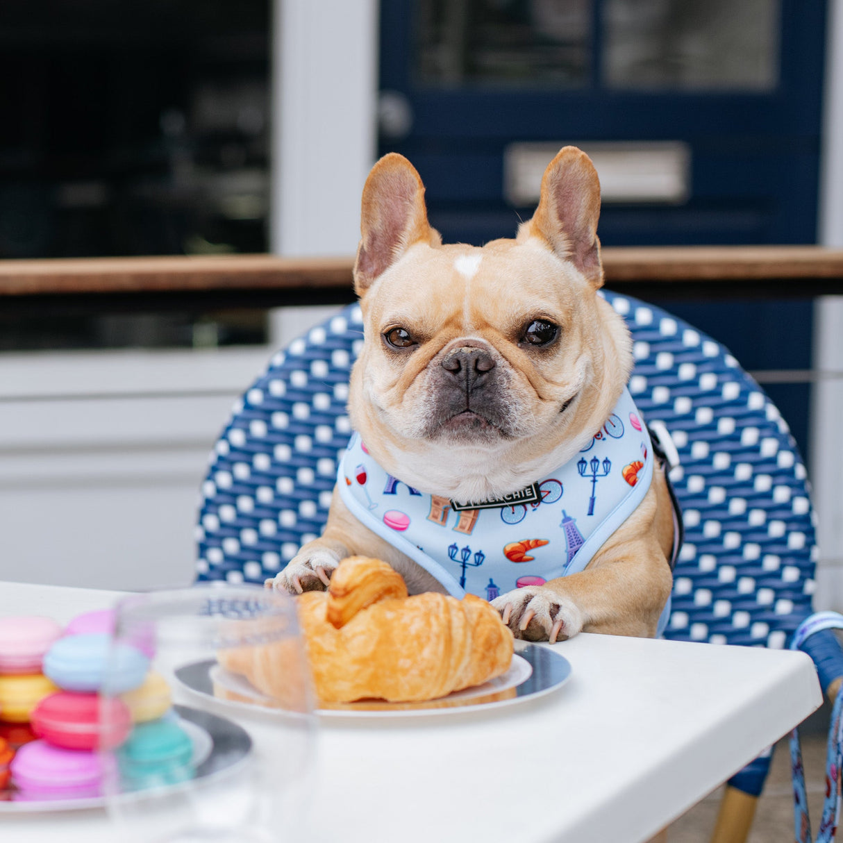 Frenchie Duo Reversible Harness - Frenchie in Paris from Frenchie Bulldog