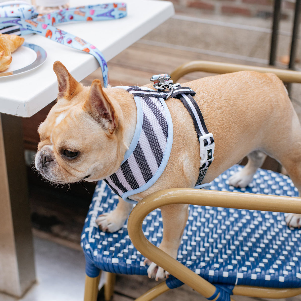 Frenchie Duo Reversible Harness - Frenchie in Paris from Frenchie Bulldog