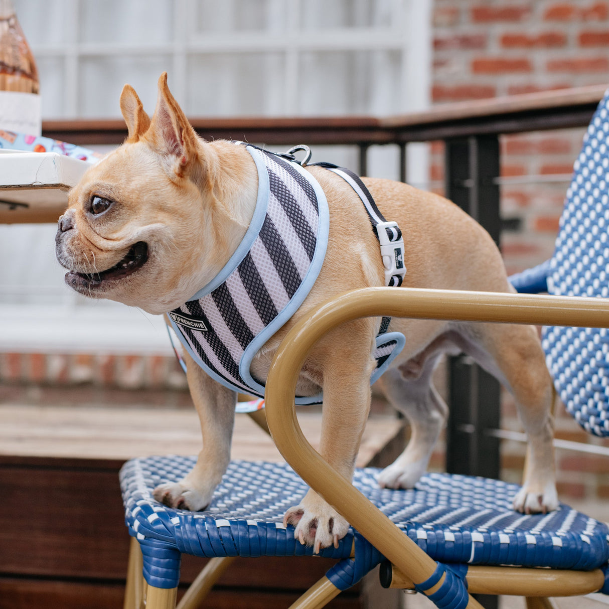 Frenchie Duo Reversible Harness - Frenchie in Paris from Frenchie Bulldog