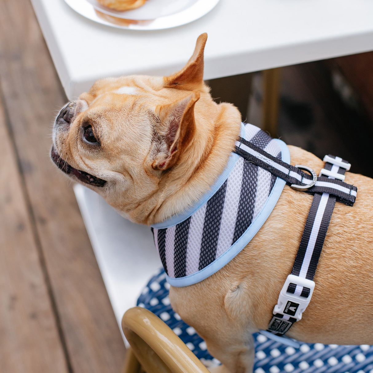 Frenchie Duo Reversible Harness - Frenchie in Paris from Frenchie Bulldog
