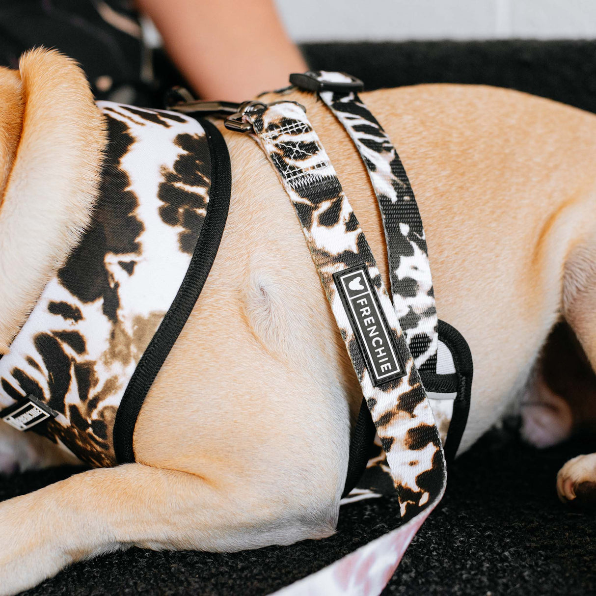 Frenchie Comfort Leash - Earthy Tie Dye from Frenchie Bulldog