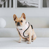 Frenchie Duo Reversible Harness - Earthy Tie Dye from Frenchie Bulldog